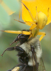 White-banded Crab Spider